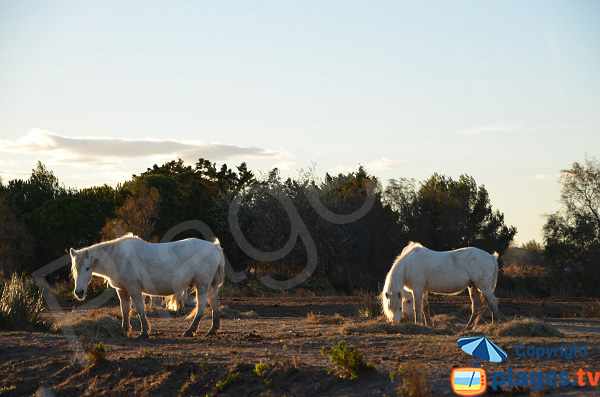 Chevaux Camarguais