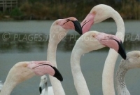 Saintes Maries de la Mer : una tappa imprescindibile in Camargue