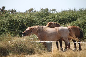 Arz, l'ile de l'Ours et des Capitaines