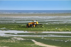 Les attaques des algues vertes en Pays Breton 