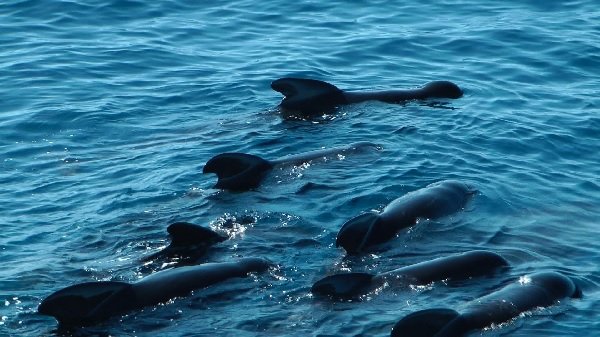 Balade en mer pour découvrir des dauphins - Villefranche sur Mer