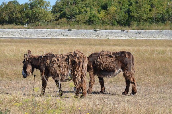 Donkeys of St Martin de Ré