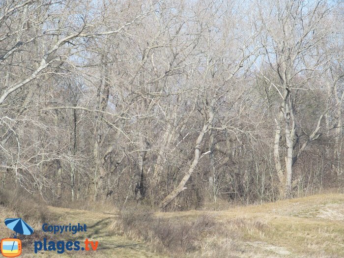 Dune de Ghyvelde en hiver avec les arbres dénudés