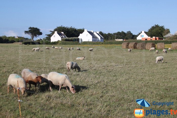 Bétails à Belle Ile en Mer