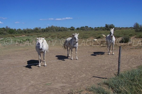 Chevaux aux cabanes de Fleury