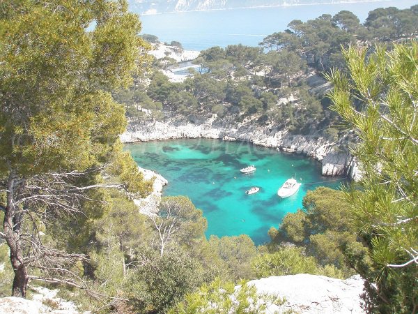 Calanque of Port-Pin in Cassis Marseille in France