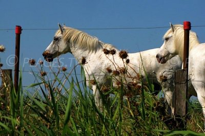 Camargue  in Salin de Giraud - France