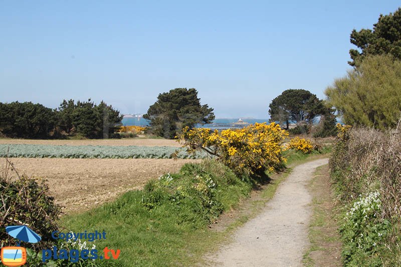 Chemin dans le nord de l'ile Callot avec des champs