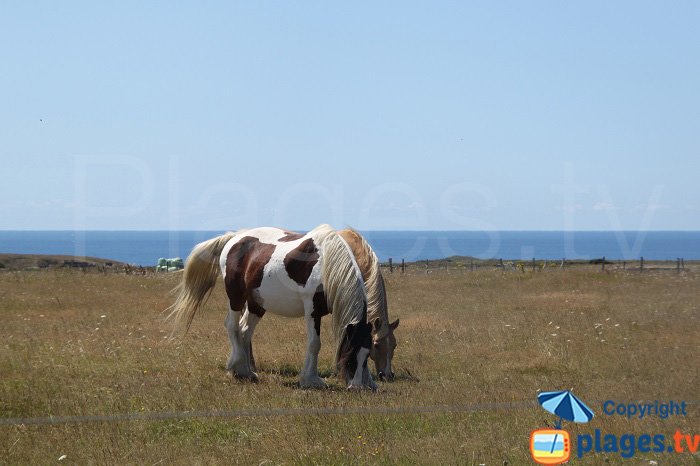 Chevaux en liberté à Belle Ile