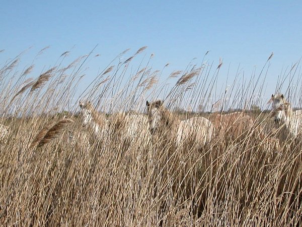 Horses from the Camargue region