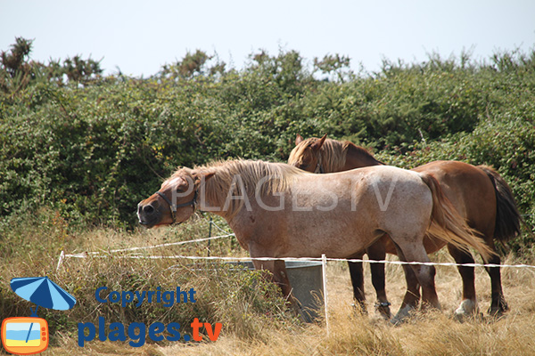 Chevaux sur l'ile d'Arz