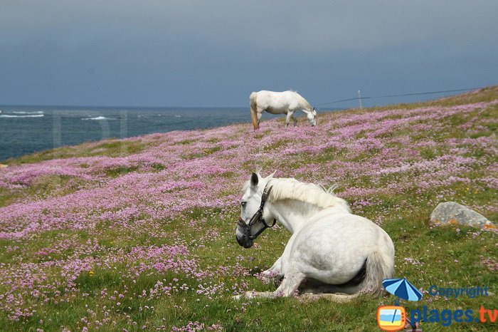 Chevaux à Batz