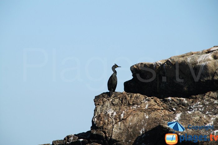 cormorans huppés