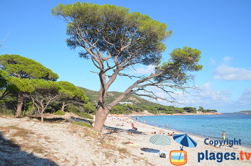 Palombaggia : l'une des plus belles plages en Corse