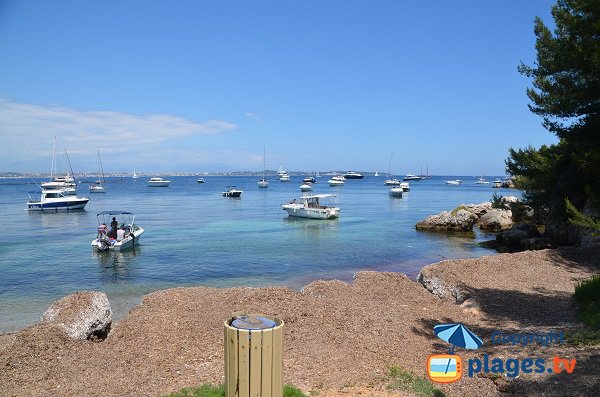 Crique de posidonies sur Lérins