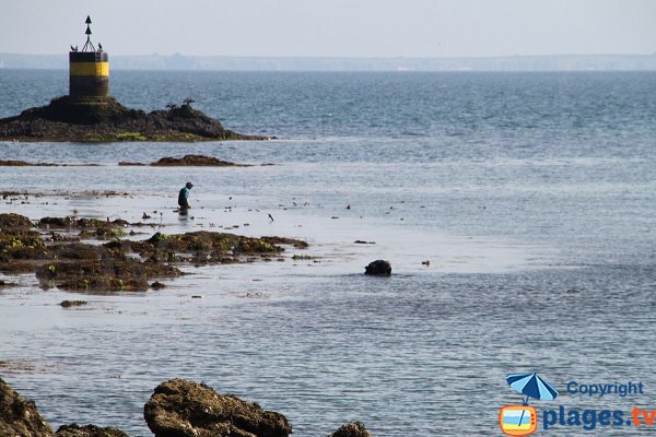 Ormeaux à Belle Ile en Mer