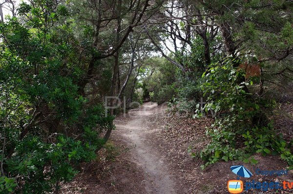 Access to Furnellu cove in Corsica