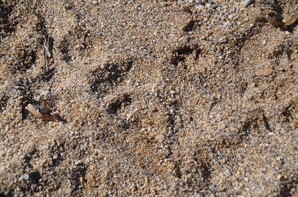 Sable grossier dans les crique du Monaco (Le Pradet - Var)