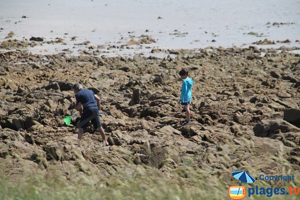 Pêche à pied sur l'ile de Sieck