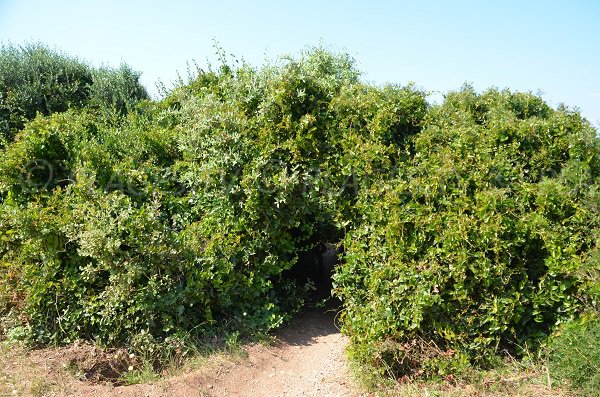 Access to the confidential cove of Saint Honorat island