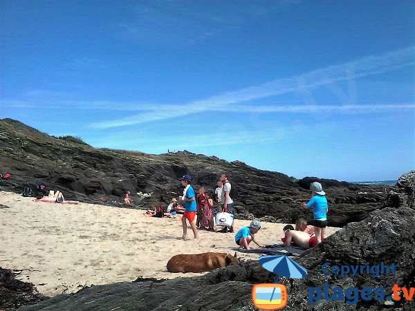 Chiens sur les plages de l'ile de Groix