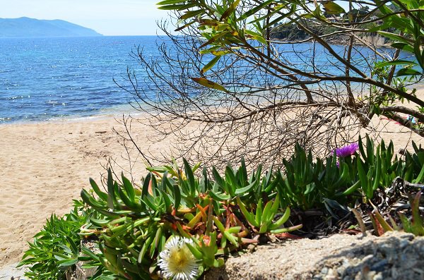 Végétation autour de la plage de Tiuccia