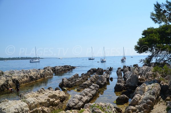 Plagette sur l'ile de St Honorat à côté de la chapelle de la Trinité