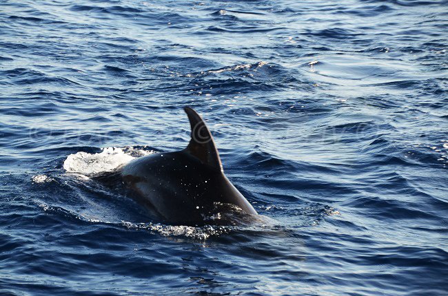 Dolphin in the Reserve of Scandola