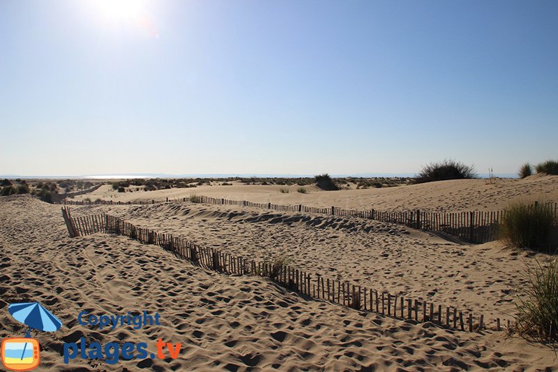 Dunes de la plage de l'Espiguette en Camargue