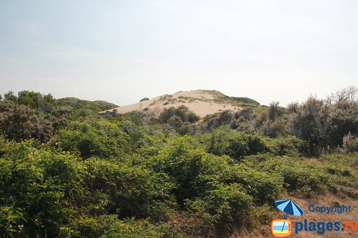 Dunes of slack in North of France