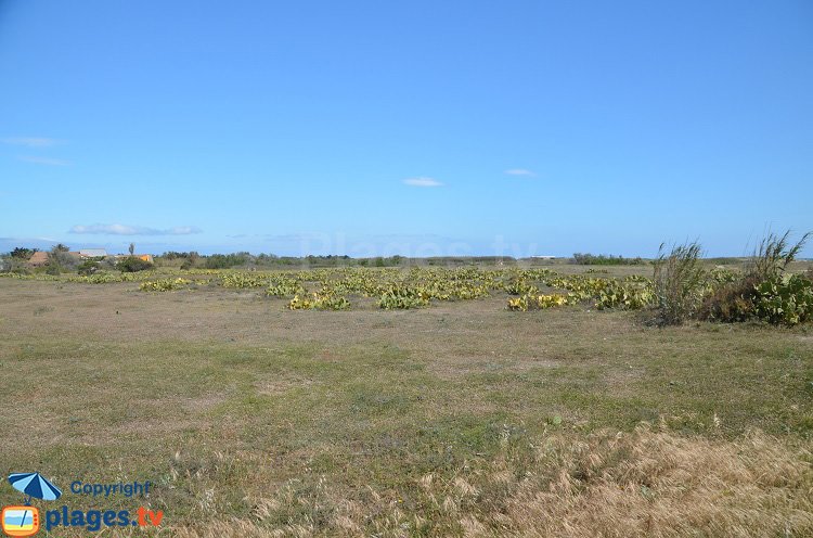 Environnement de la plage de Torreilles vers le nord