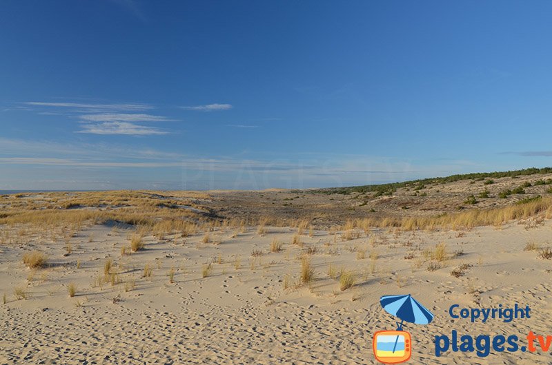 Espace dunaire au sud de Pyla sur Mer