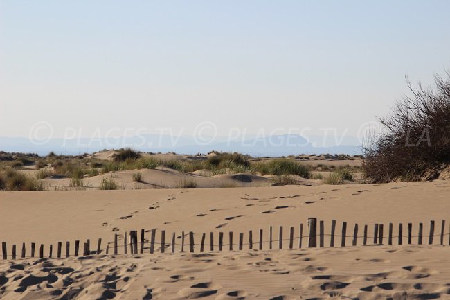 Dünen von l'Espiguette