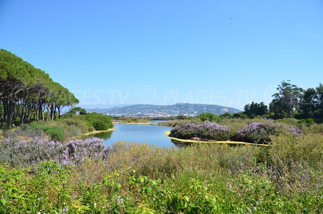 Etang de Batéguier sur l'île de Sainte Marguerite