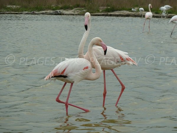 Pink flamingos in Camargue ponds