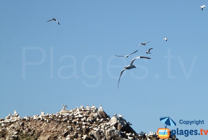 Fous bassan sur les sept iles