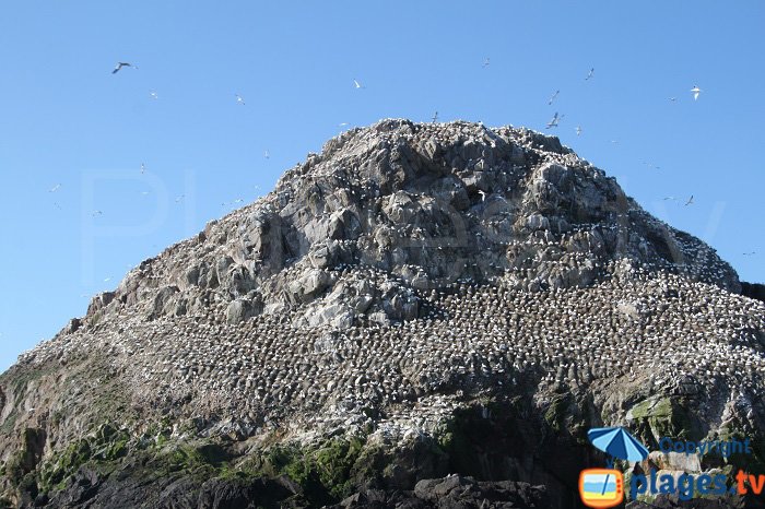 Gannets