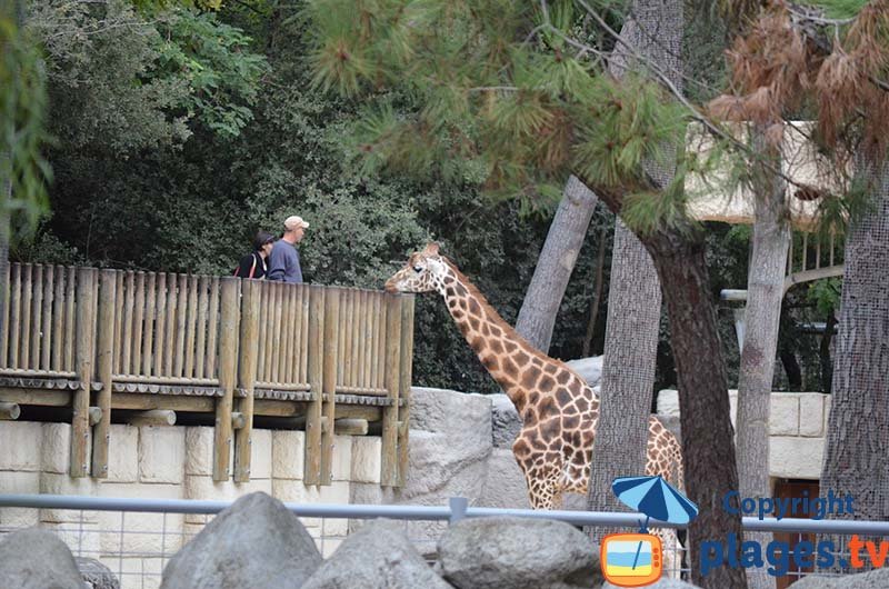 Girafe au zoo de La Palmyre