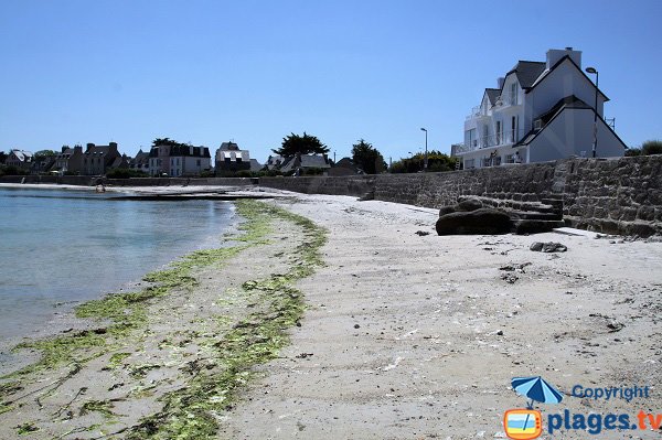 Algues vertes à Brignogan-Plage