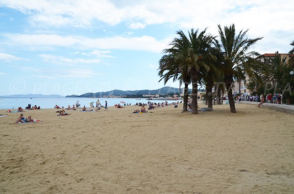 Palmiers sur la plage du Lavandou avec vue sur Porquerolles