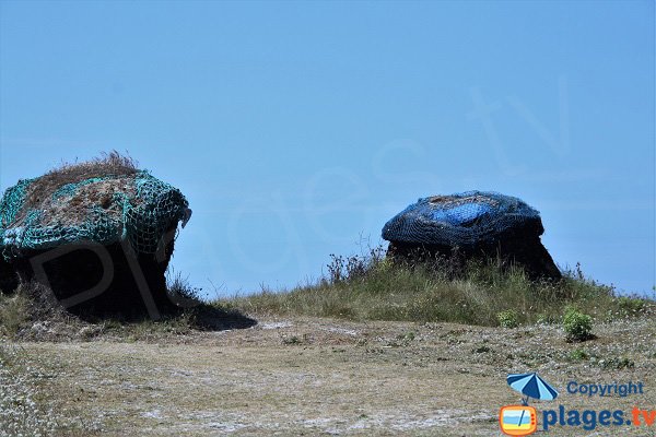 Harvesting of seaweed