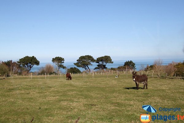 Anes à proximité de la plage de Primel-Trégastel