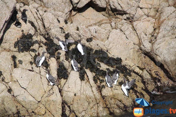 guillemots de troïl 