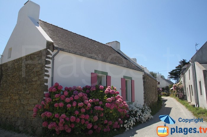 Hydrangeas in Belle Ile - France