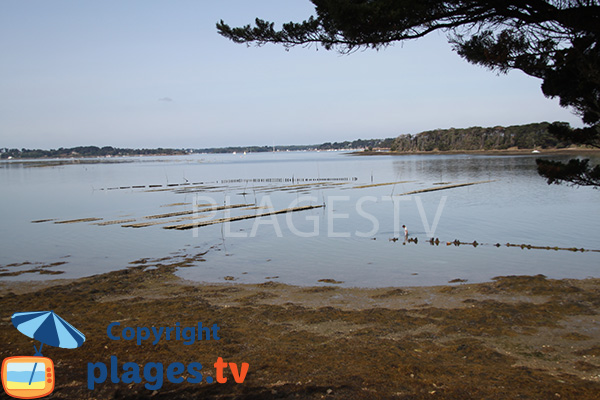 Huitres dans le golfe du Morbihan