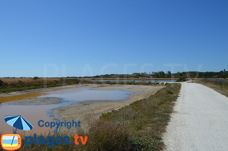 Marais sur l'ile de Ré