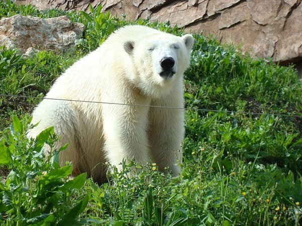 Ours polaires à Marineland Antibes