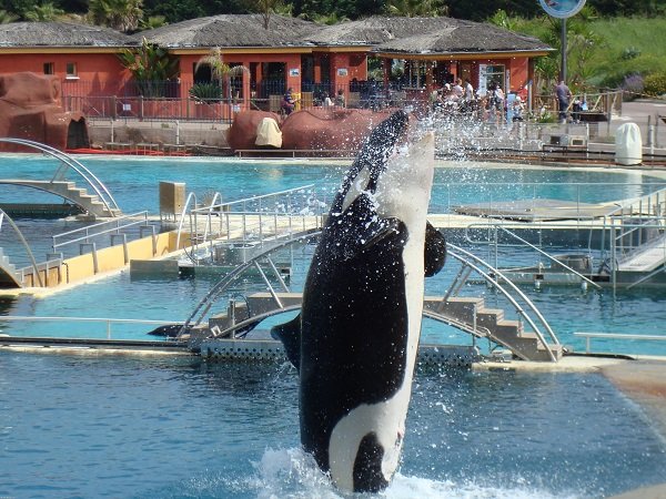 Orques à Marineland Antibes