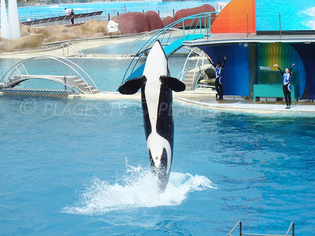 Marineland Antibes et son spectacle d'Orques