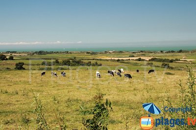 Tardinghen: entre mer et campagne